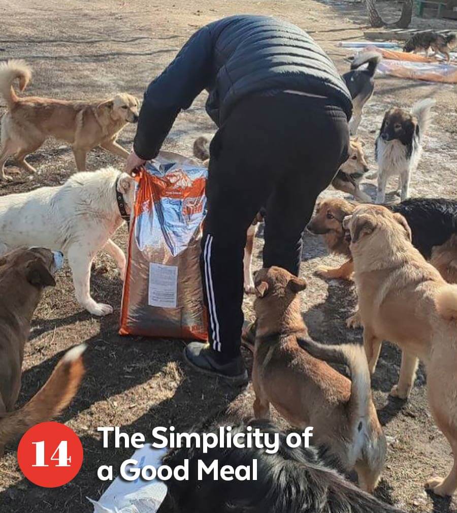 Street dogs in Ukraine being fed.