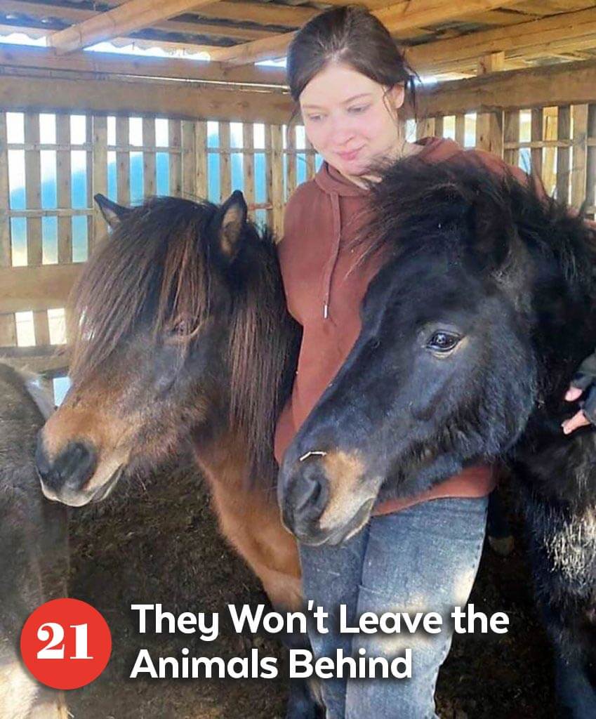 2 ponies with rescuer in Ukraine