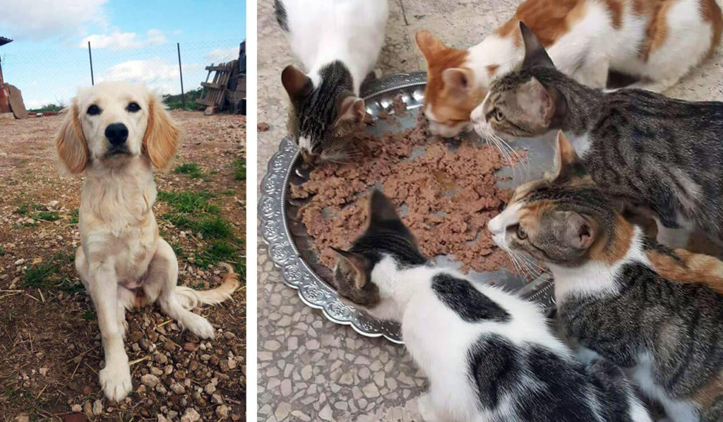 Turkish rescue dogs and cats