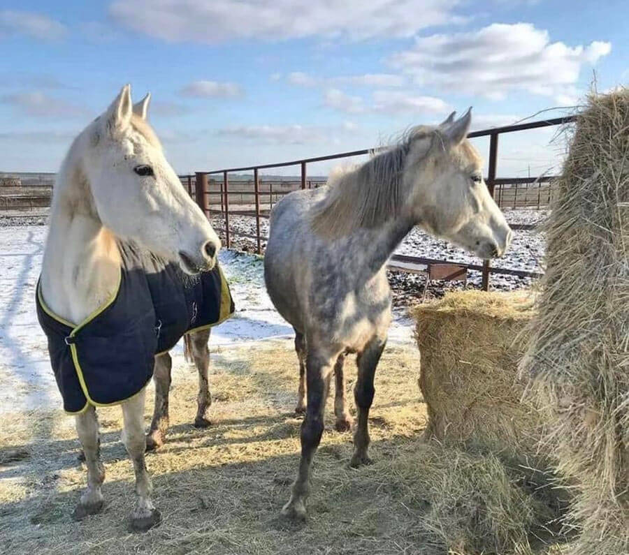 2 Horses being fed in Ukraine