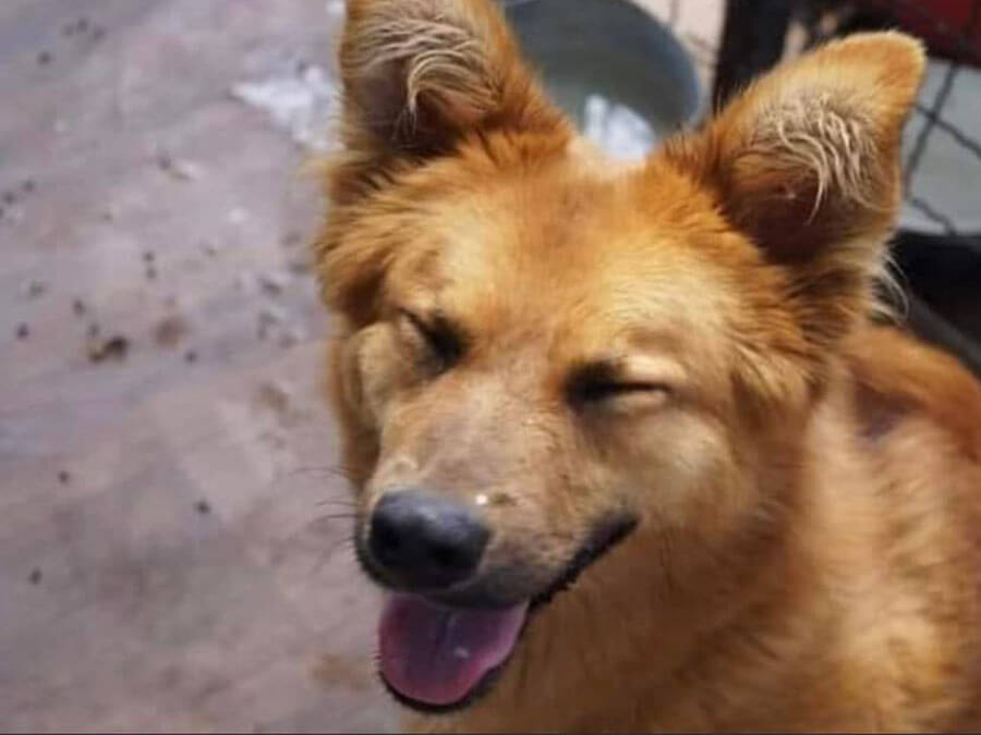 Ukrainian brown dog