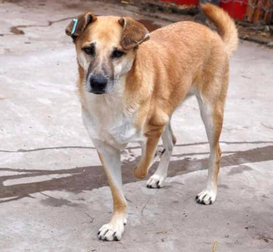 Ukrainian brown dog