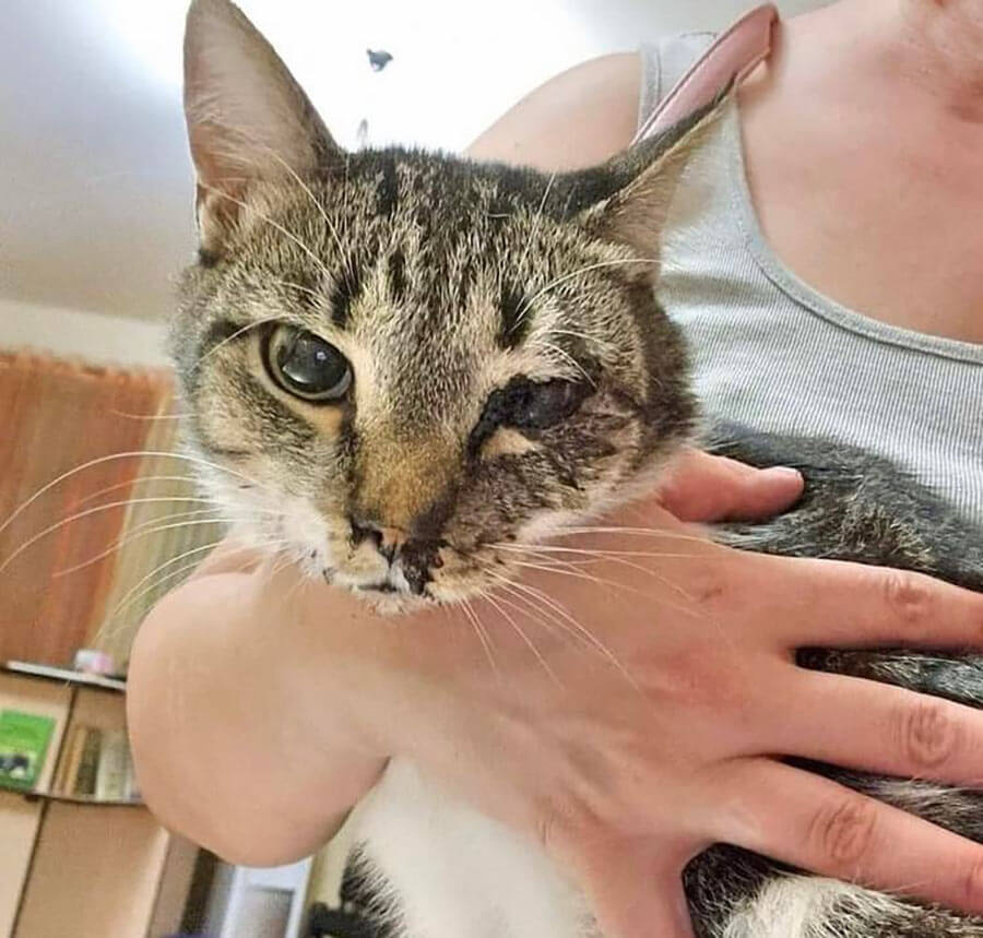 Ukrainian cat with injured eye