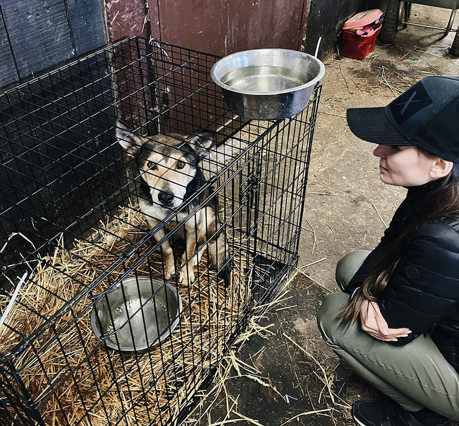 Dog decompressing after rescue in Ukraine
