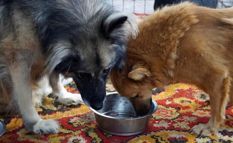 Ukrainian dogs sharing food bowl