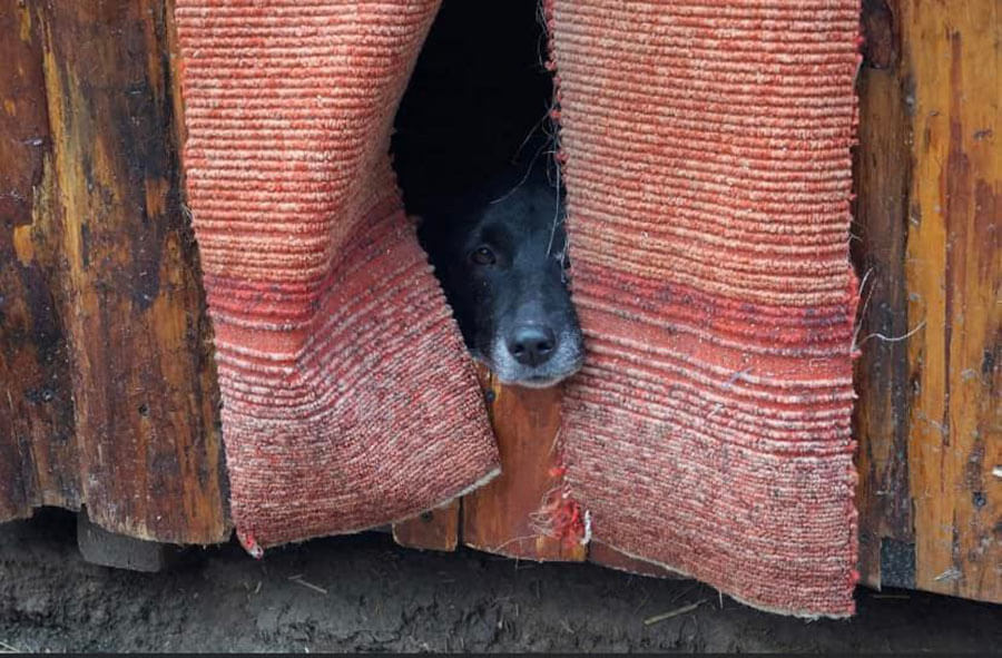 Ukrainian dog in the old dog house
