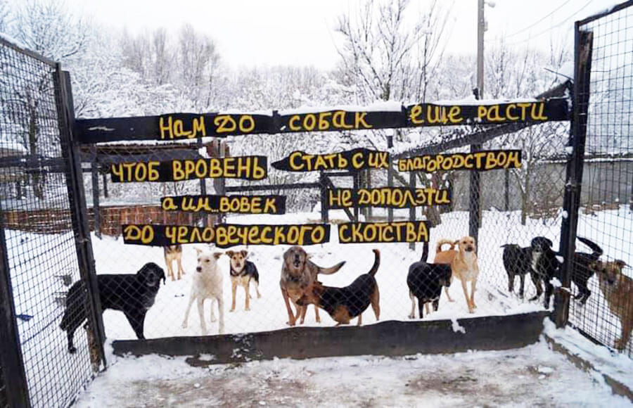 Ukrainian dogs in the snow