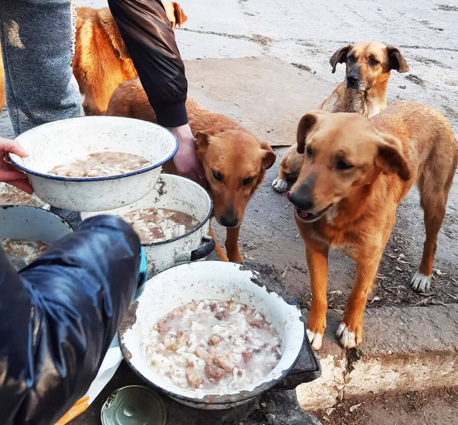 Ukraine feeding street dogs