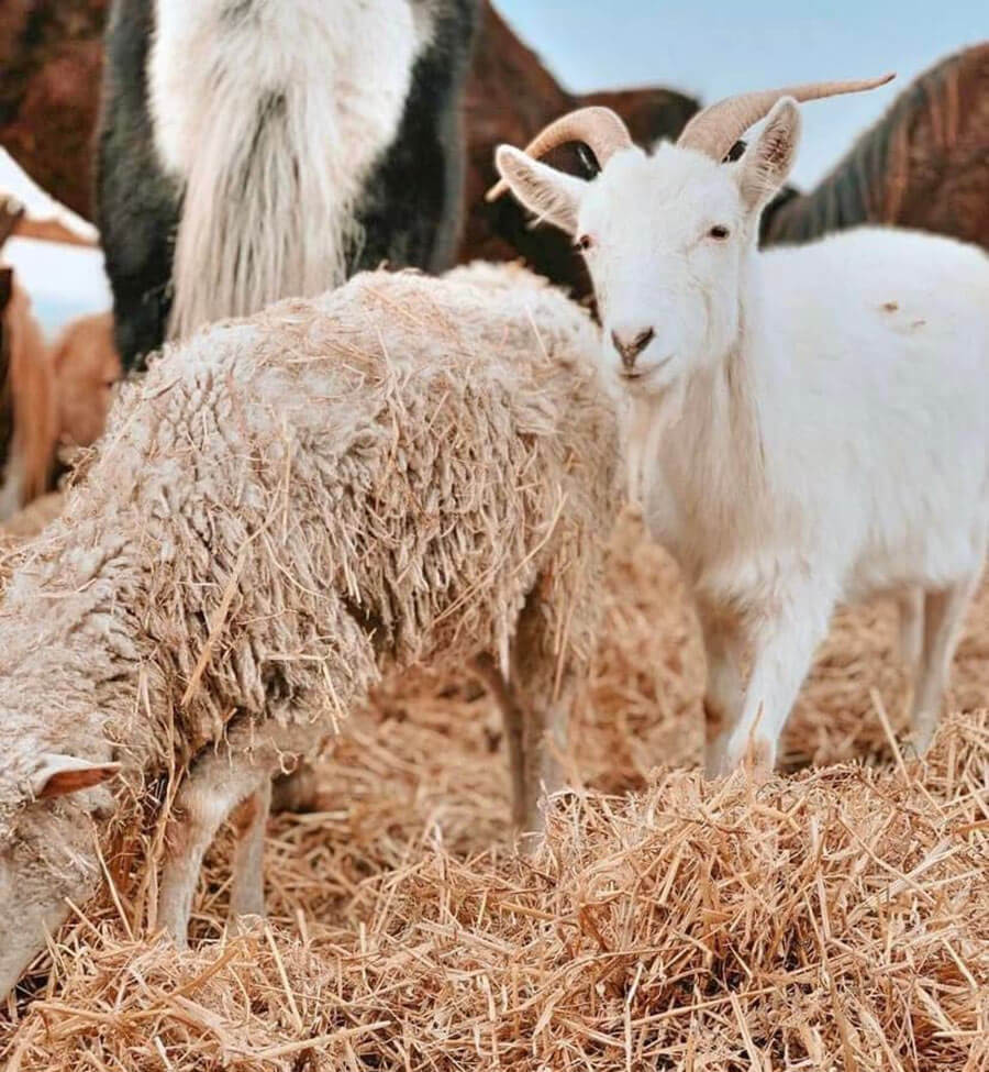 Farm animals in Ukraine