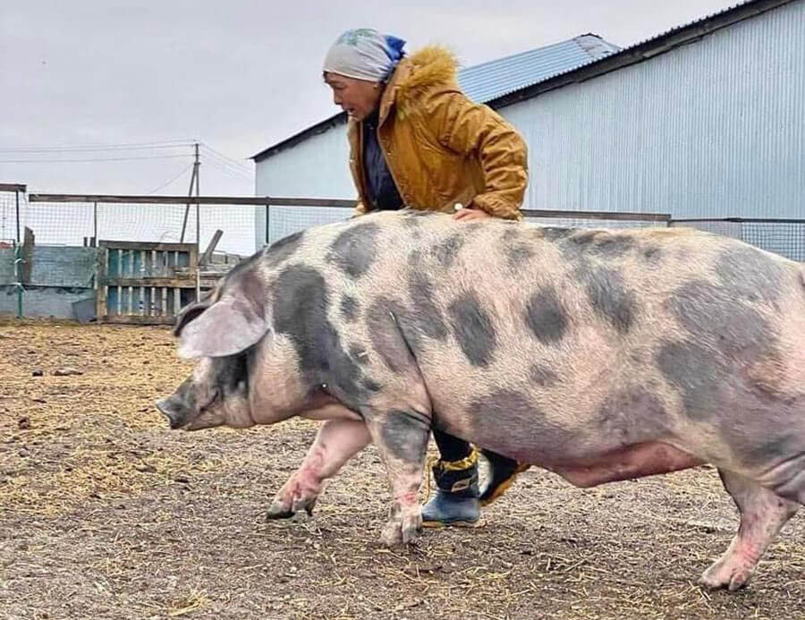 Pig rescued in Ukraine