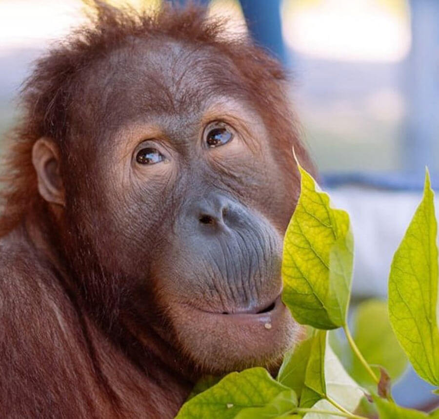 Orangutan at feldmans in Ukraine