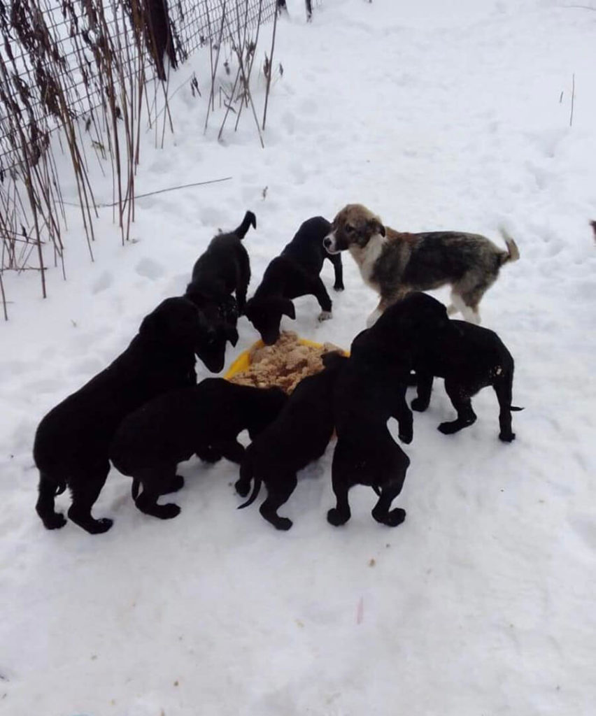 Feeding Ukrainian puppies in the snow