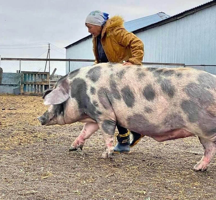 Pig being rescued in Ukraine