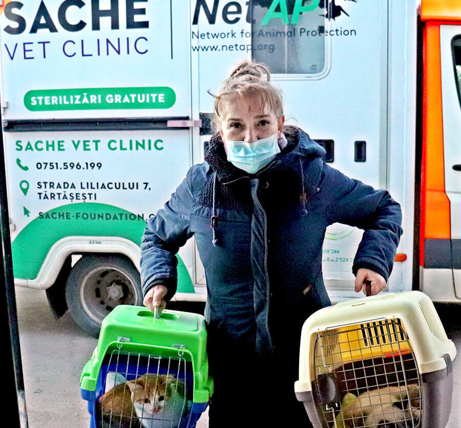 Bringing rescue cats into vet in Ukraine