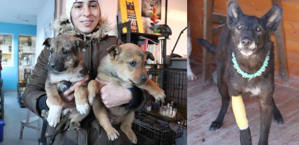 Rescuer holding 2 puppies with dog with cast in her leg