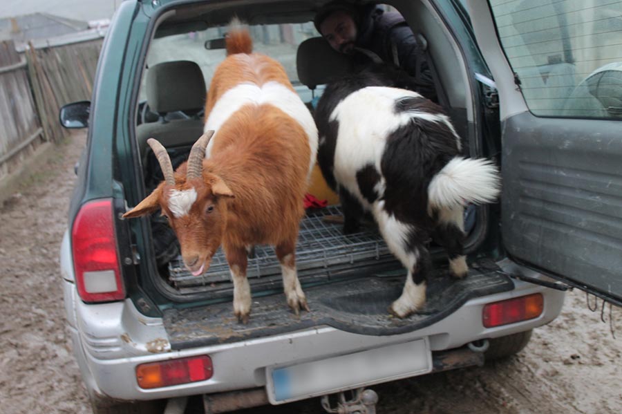 2 goats in the back of SUV of rescuer