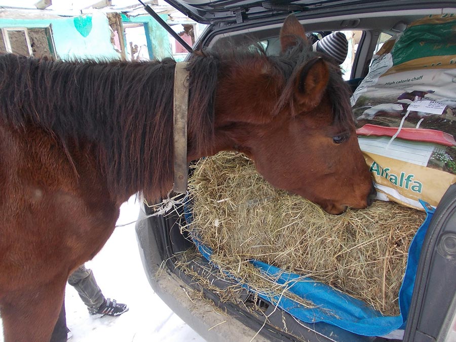 Brown horse eating hay from a rescuer