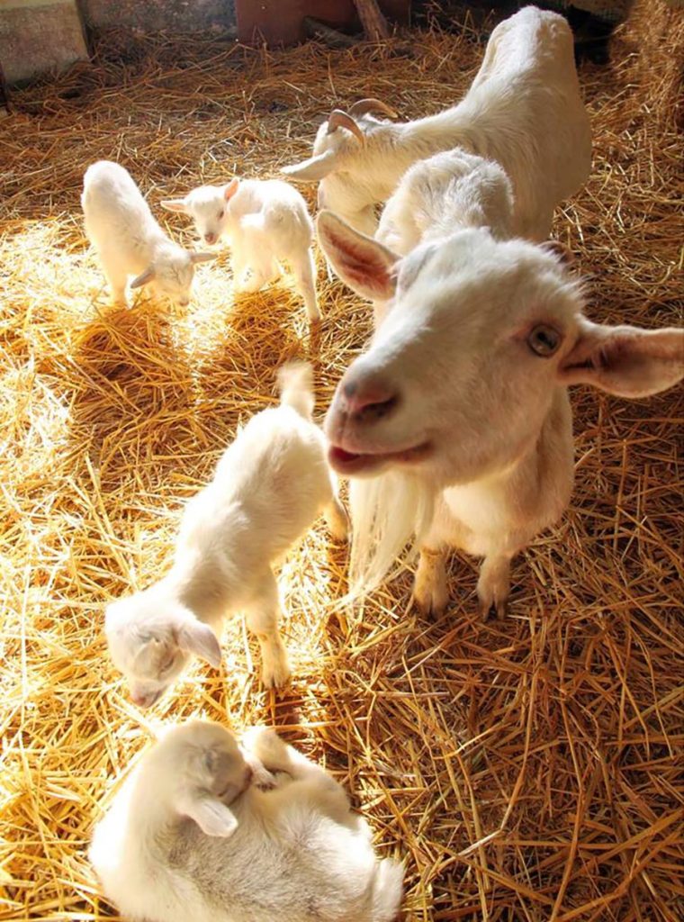 Goat family under the sun