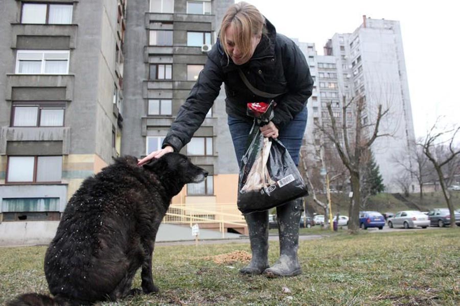 Kind rescuer feeding black street dog