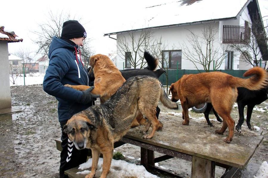 Rescuer and his rescue dogs