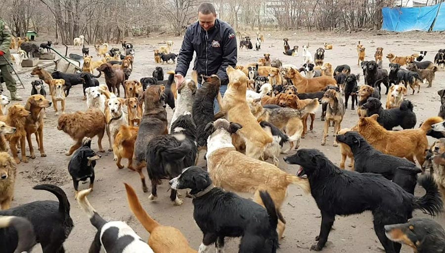 Sasha and his dogs