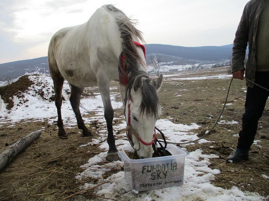 White horse feeding