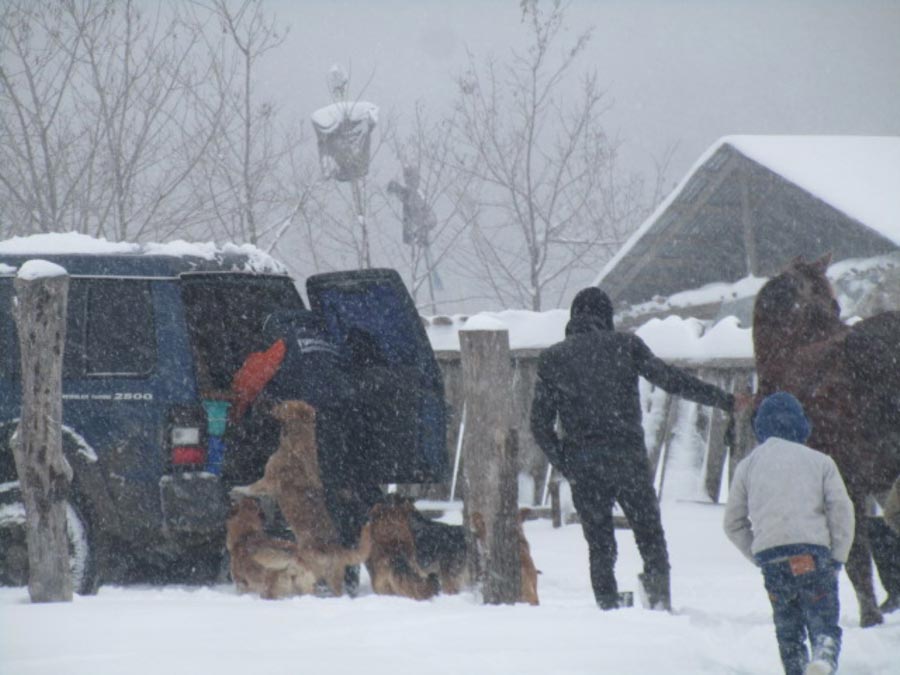 Rescuers feeding dogs in the snow