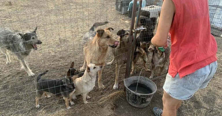 Rescuer feeds rescue dogs in Ukraine