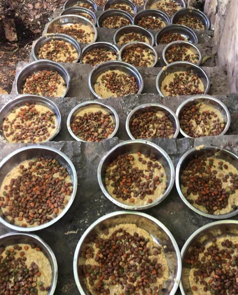Dog foods prepared in Haiti