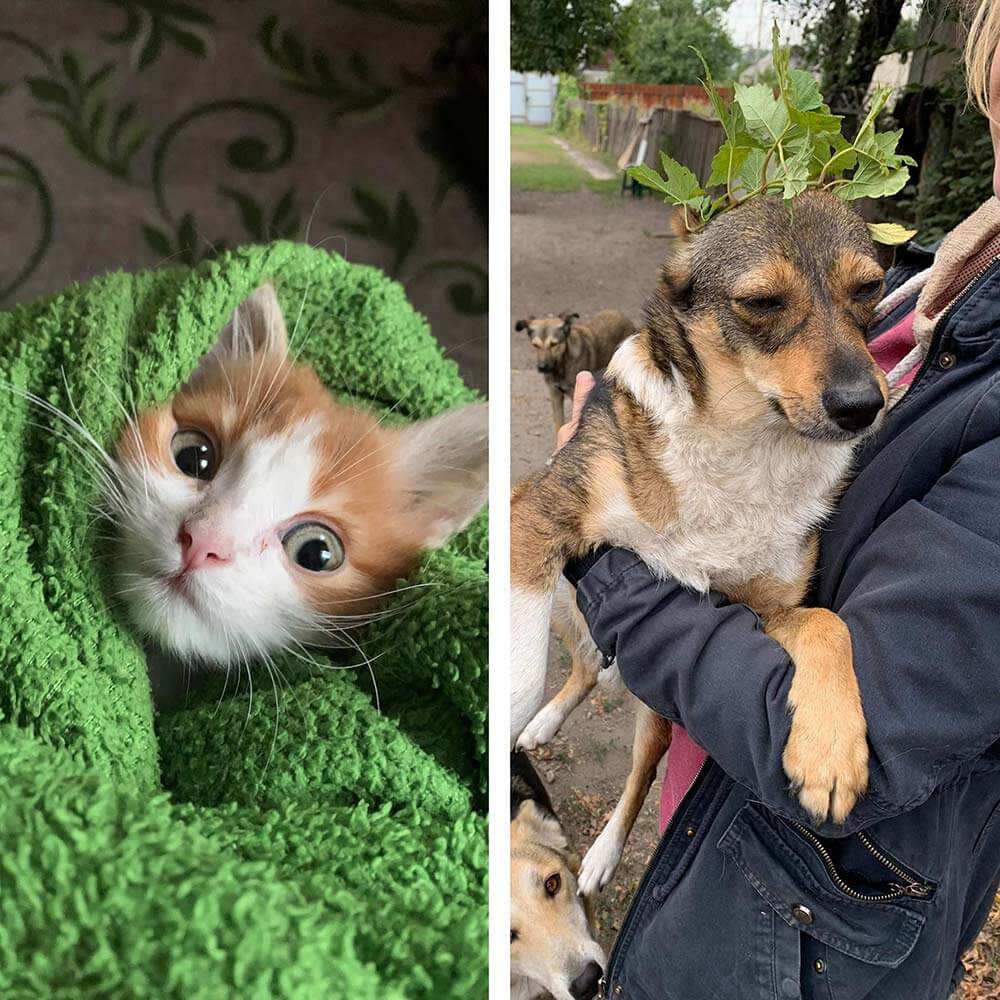 Rescued kitten and dogs