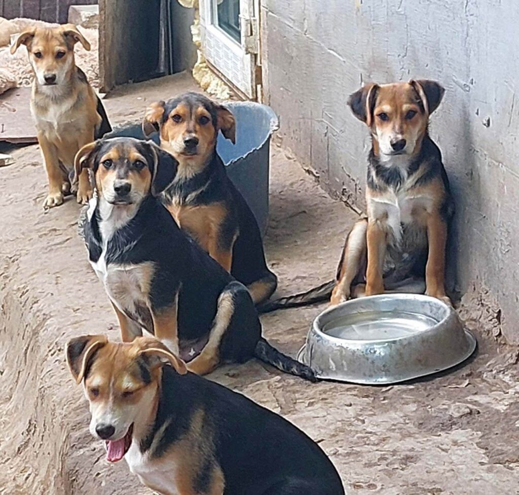 Ukraine rescue dogs