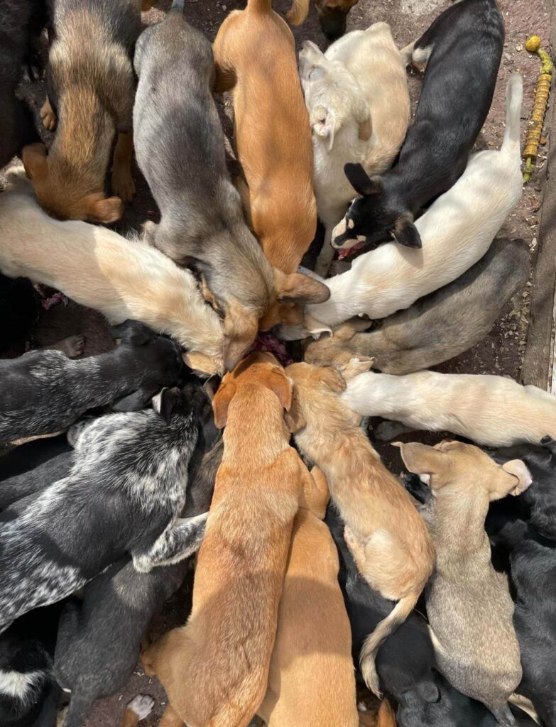 Rescue dogs eating