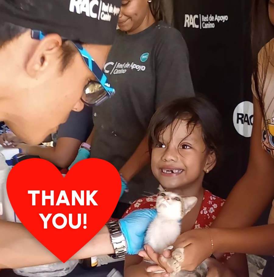 Girl smiling holding kitten with rescue