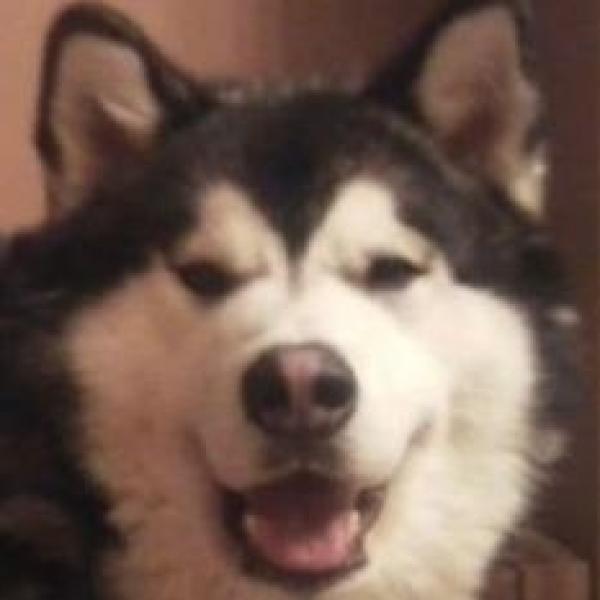 Shyloh Fletcher profile image 1