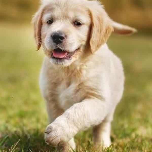 sdsd sdsd profile image 1