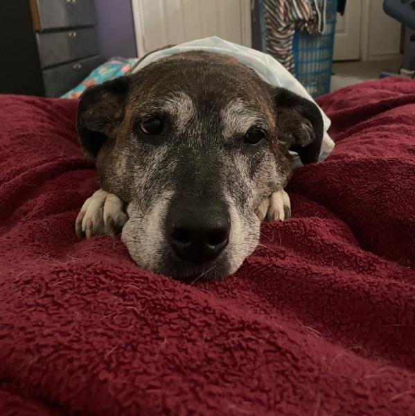 Allie Hawley profile image 2