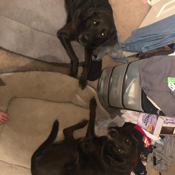 Shadow Everett profile image 2