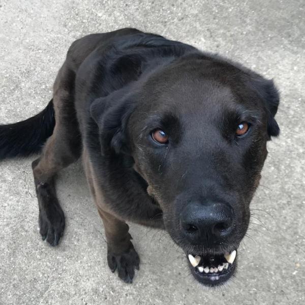 Shadow Everett profile image 1